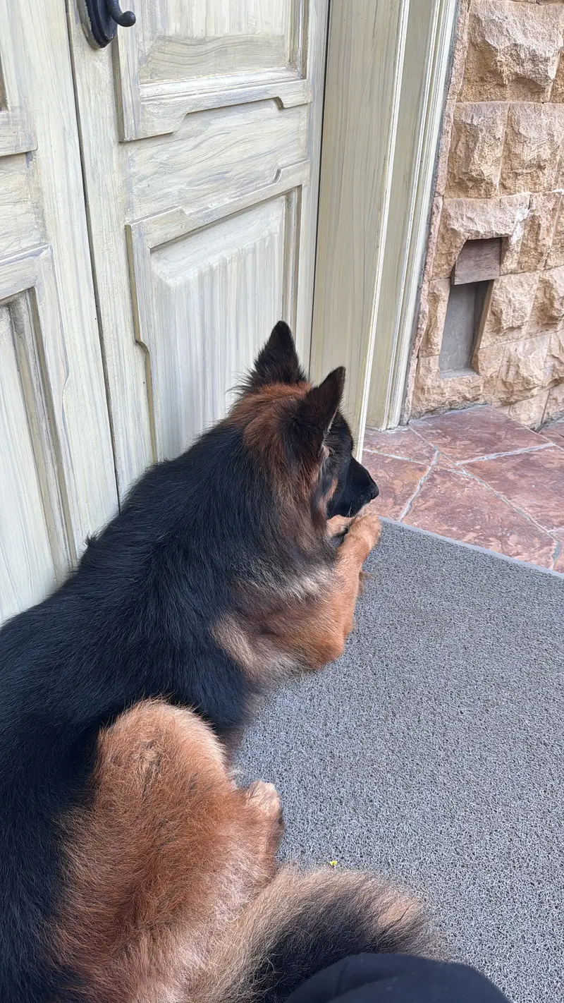 King German Shepard — photo 5