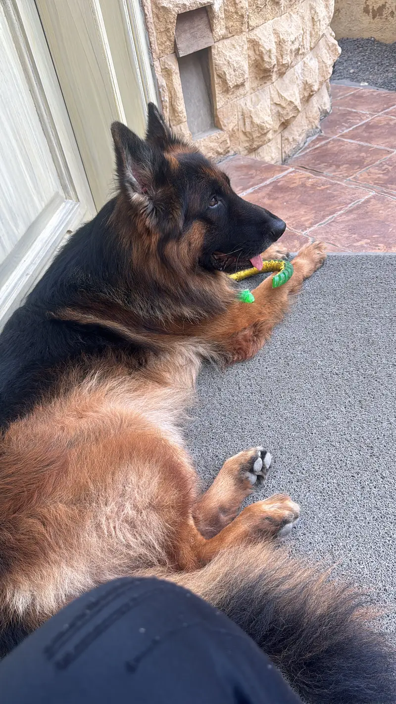 King German Shepard — photo 6