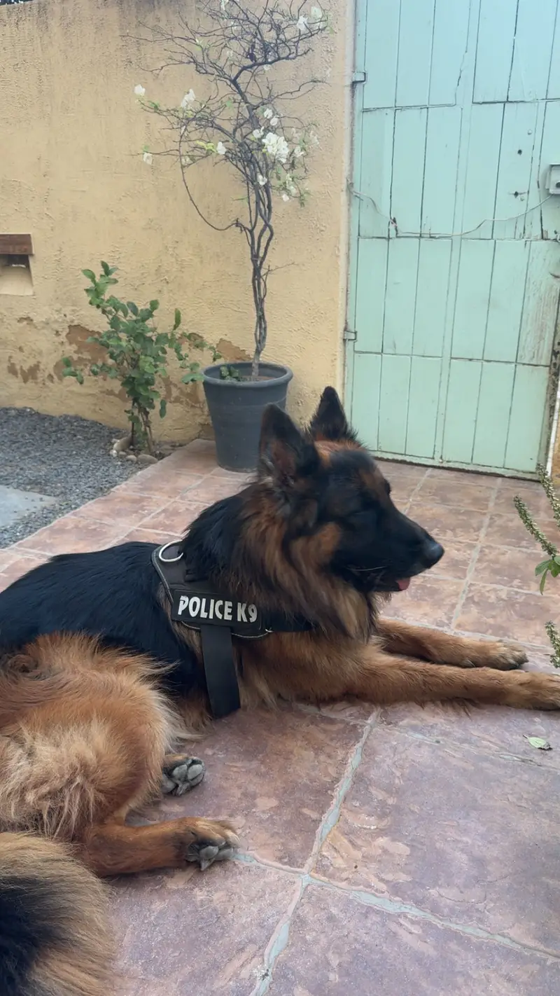 King German Shepard — photo 7