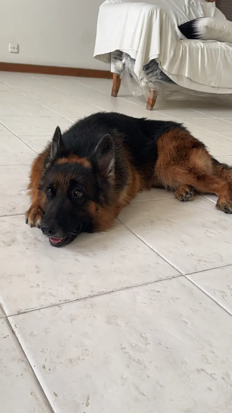 King German Shepard — photo 8