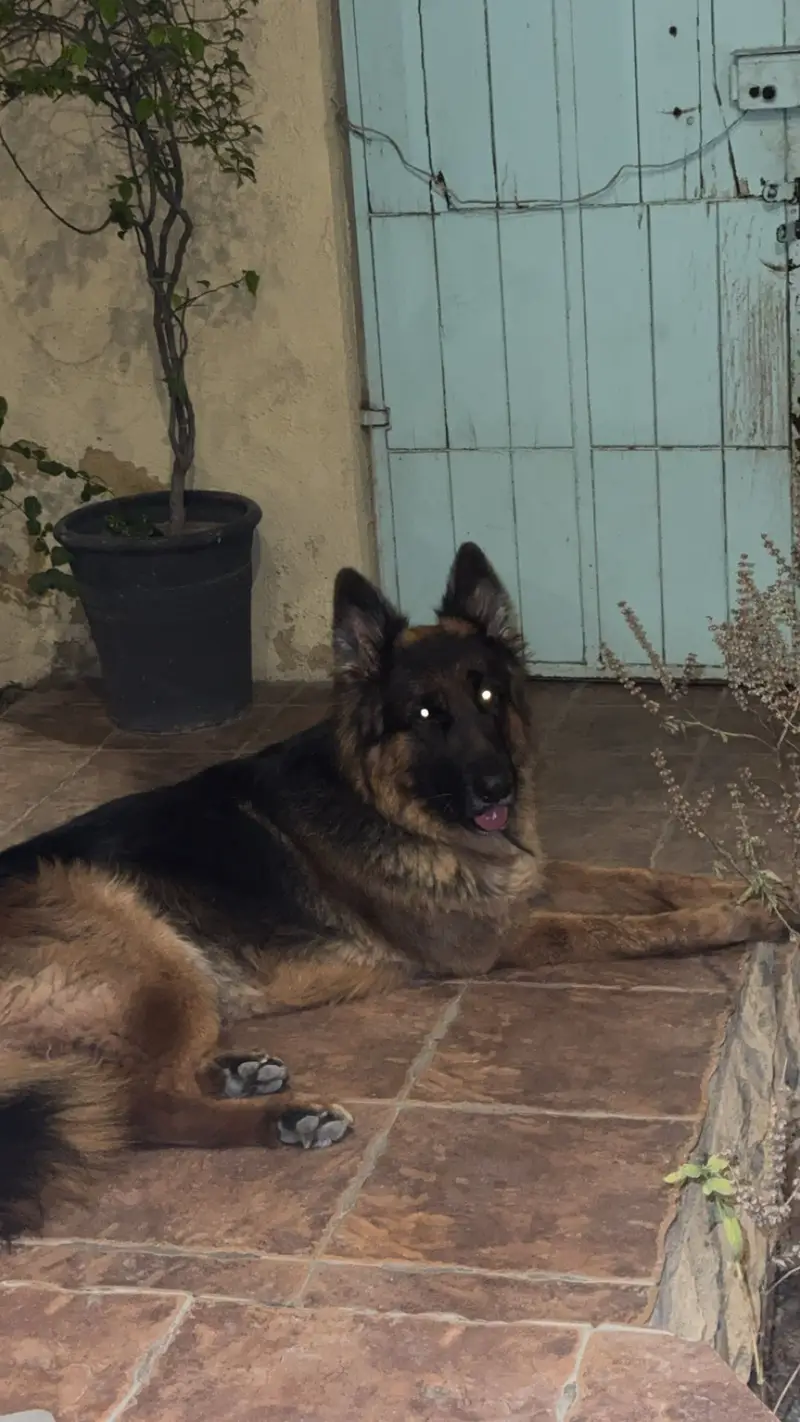 King German Shepard — photo 9