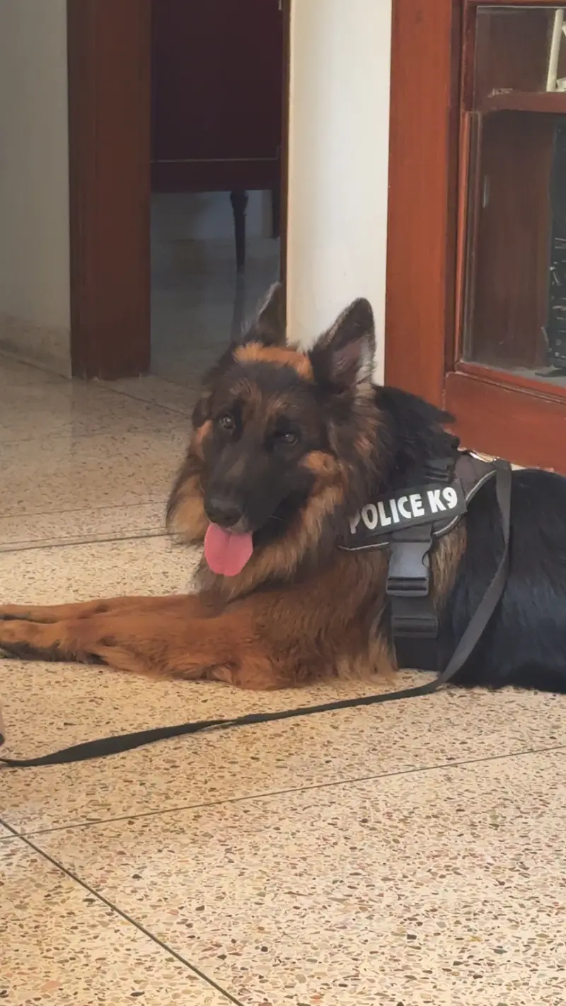 King German Shepard — photo 10