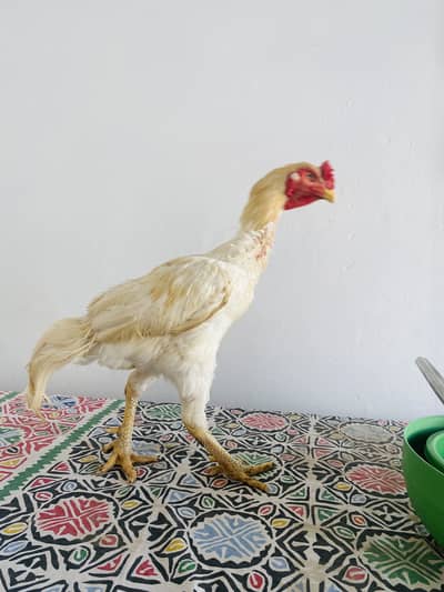 Heera breeder for sale