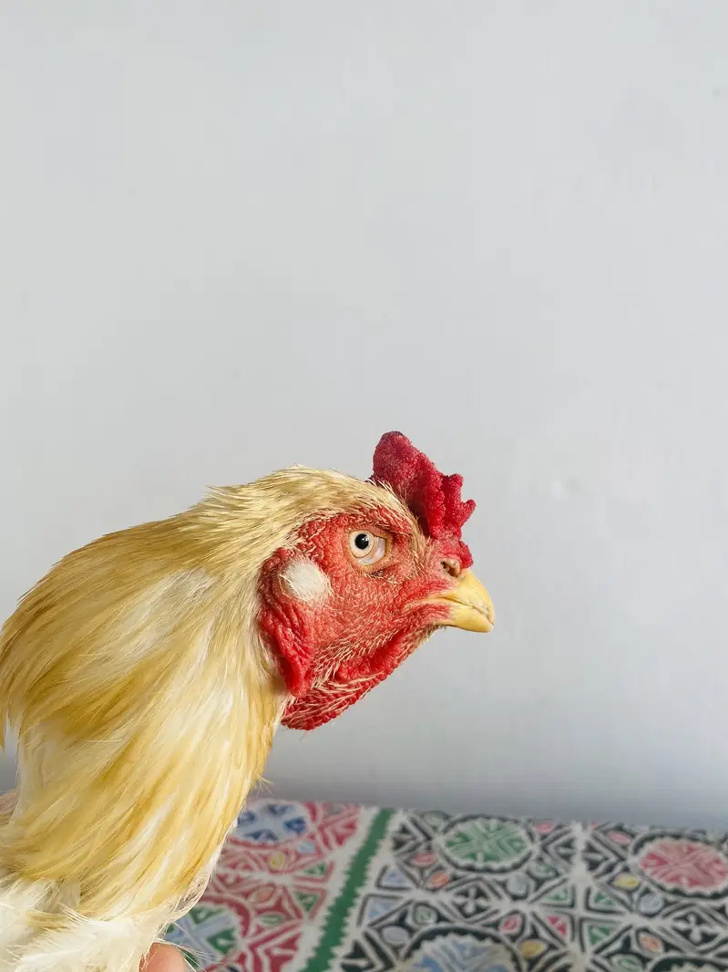 Heera breeder for sale — photo 2