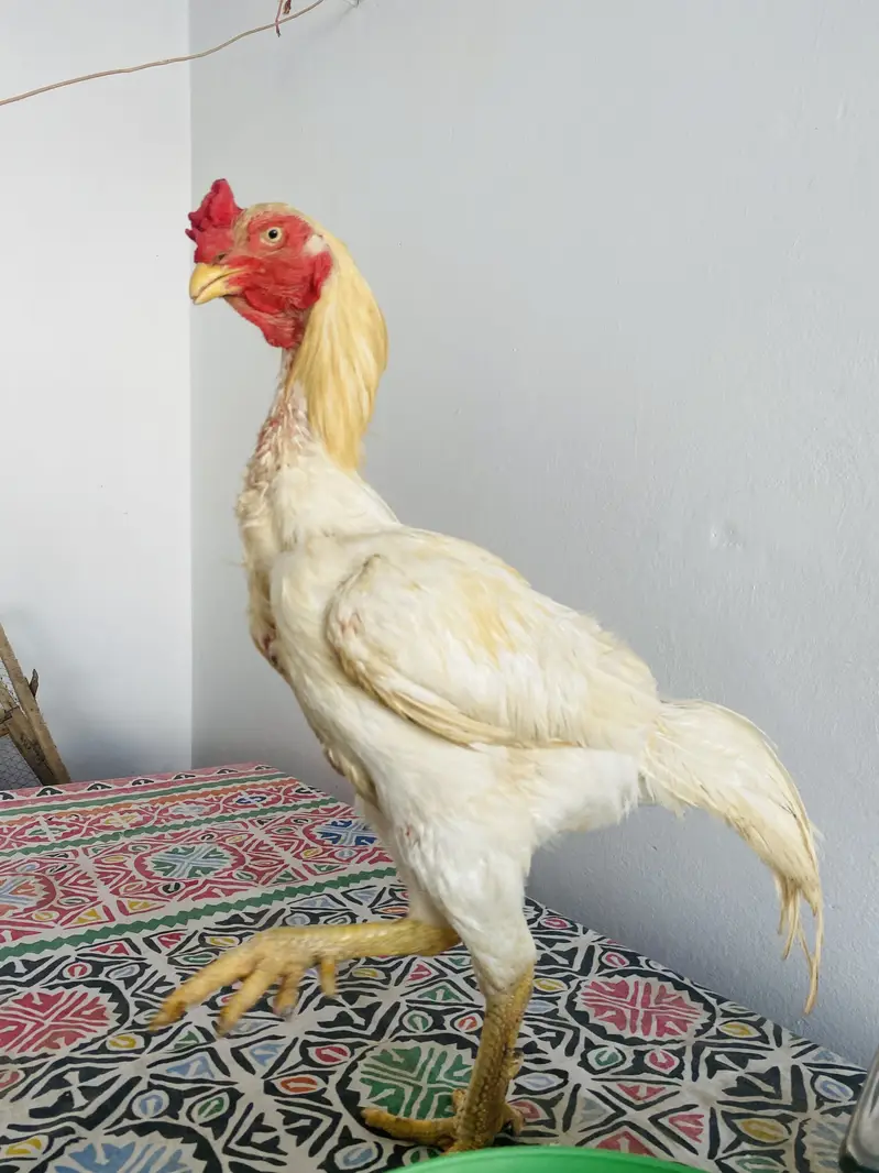 Heera breeder for sale — photo 3