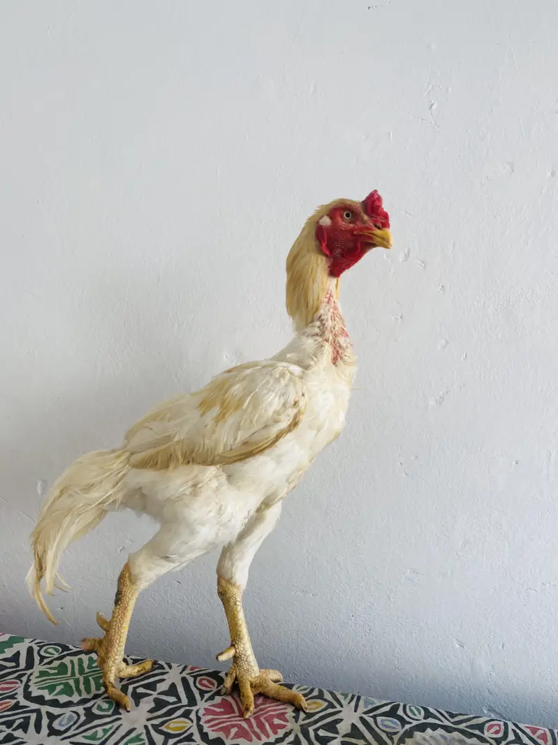 Heera breeder for sale — photo 4