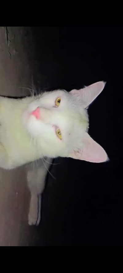 Cat cat