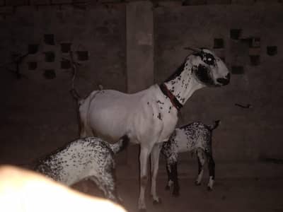 Bakri l Goat + 2 child