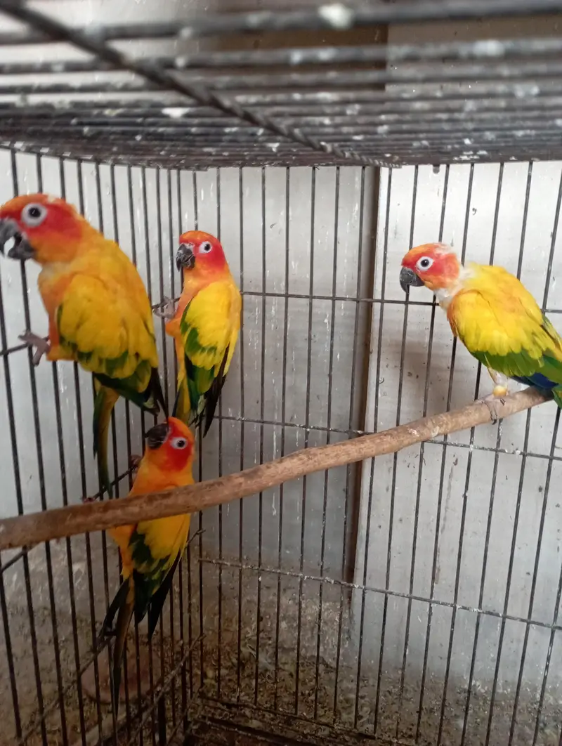 2 pairs Sunconure 03294074989