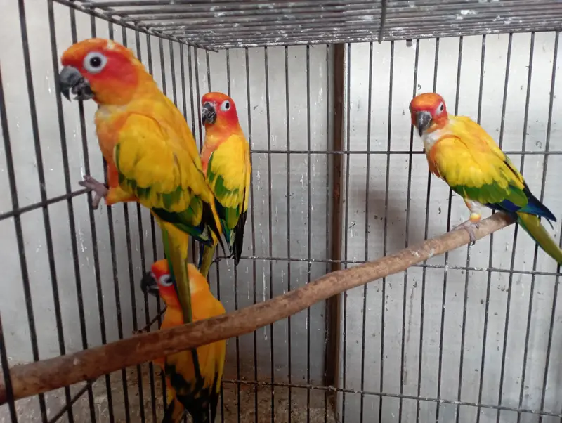 2 pairs Sunconure 03294074989 — photo 2