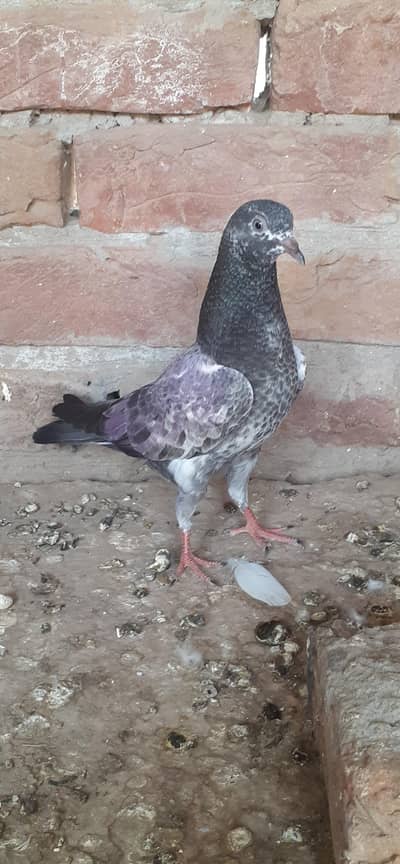 1000 pr ha nar patha for sell