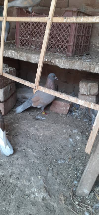 1000 pr ha nar patha for sell