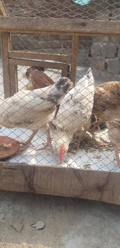 desi hens