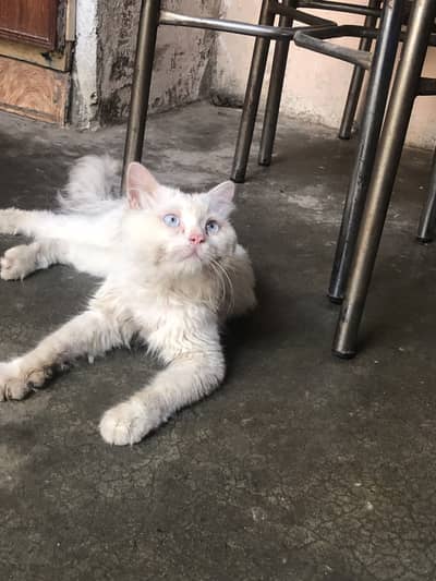 MALE CAT PUNCH FACE BLUE EYES WATHSAPP :03004702477