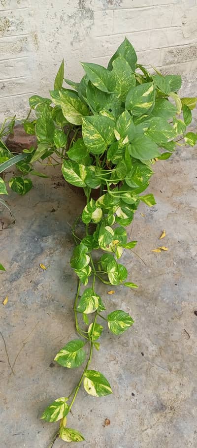 Money Plant