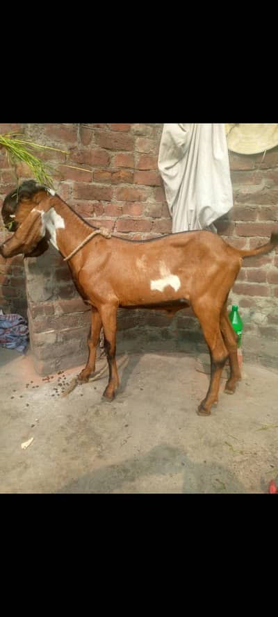 Goat for sale