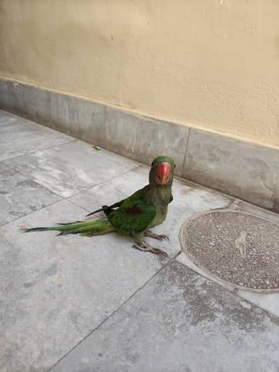 Raw parrot for sales