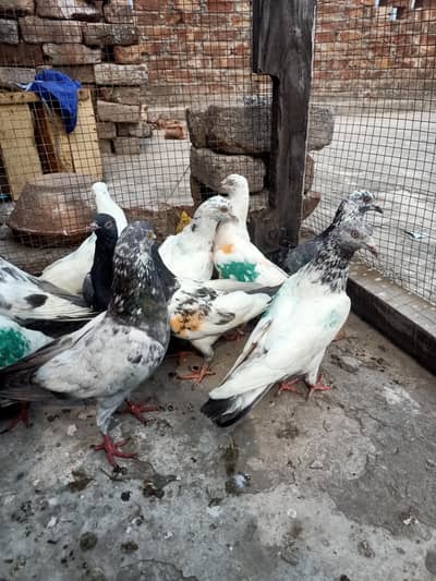 other pigeon 14 piece WhatsApp 03106801352