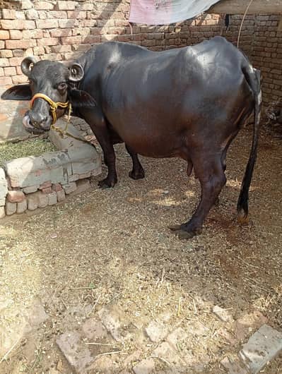 10 Mahine Ki Ghaban Manjh Baraye Farokht