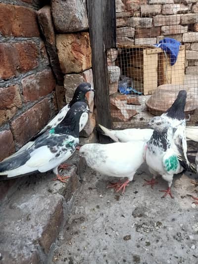 other pigeon 14 piece WhatsApp 03106801352