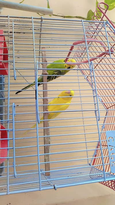 Red Eyes female Budgies