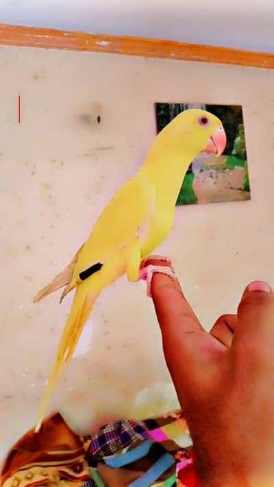 Yelow Ringneck
