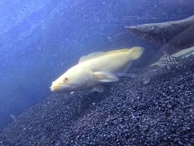 Albino channa