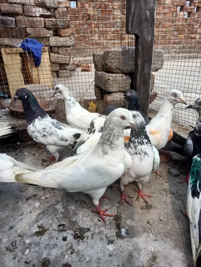 other pigeon 14 piece WhatsApp 03106801352