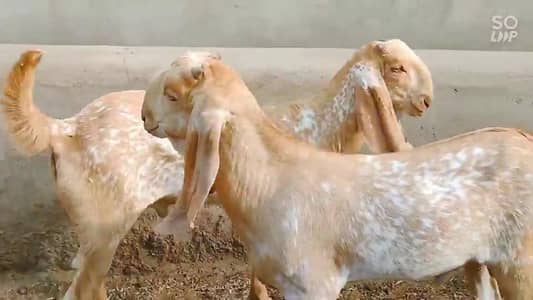 2 Makkah Chini Bakra For Sale _ (03266651905 WhatsApp)