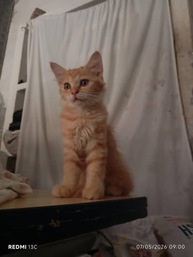 Russian Brown cat