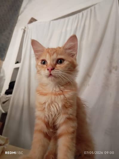 Russian Brown cat