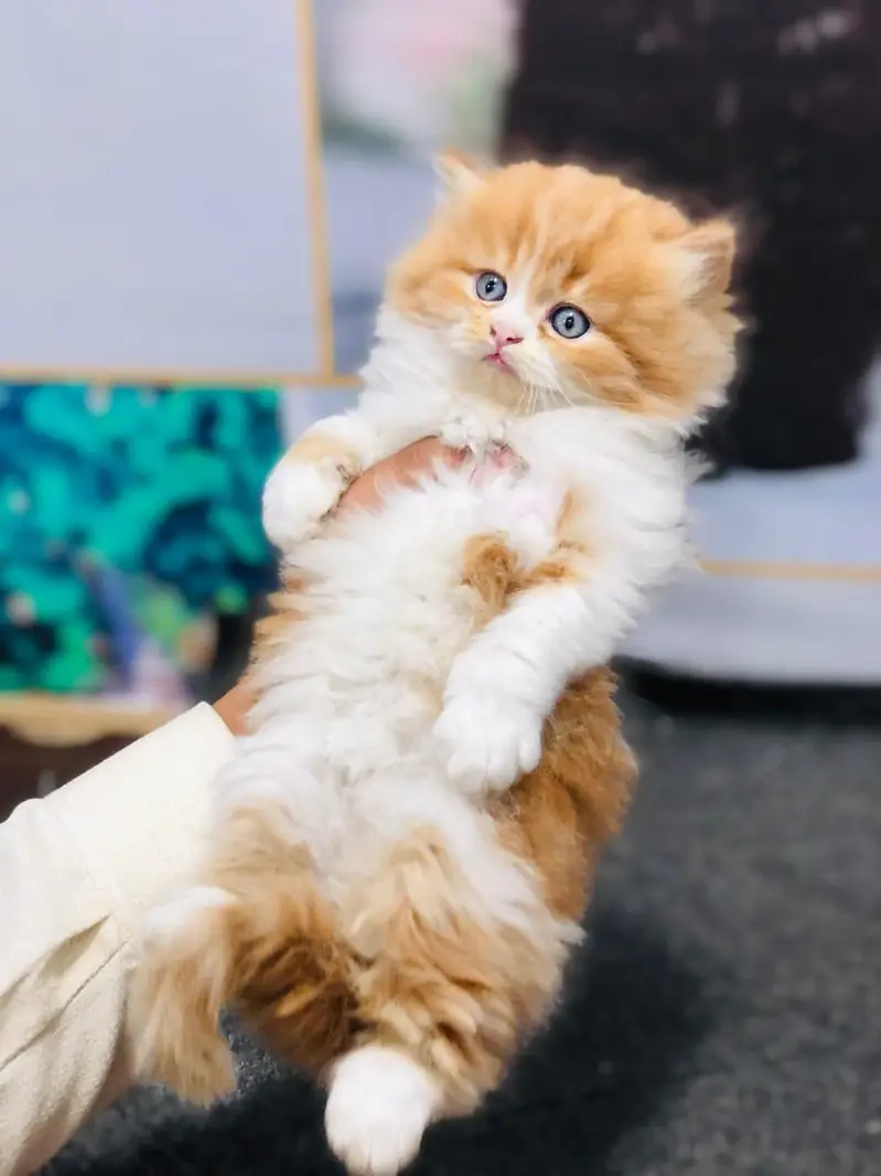 cash on delivery available Persian Punch face triple coat cat Kitten — photo 3