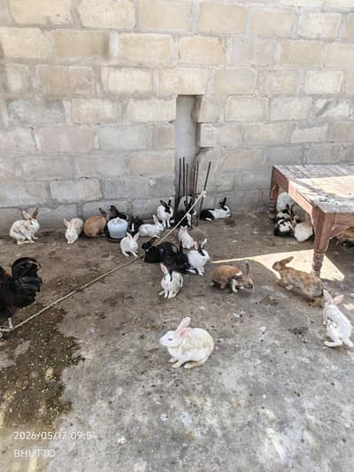 rabbits sell