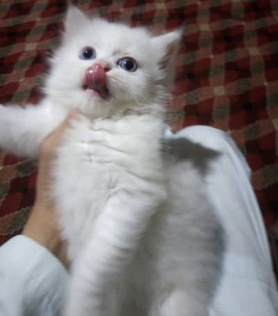 Persians male cat for sales Blue eyes Triple Coat