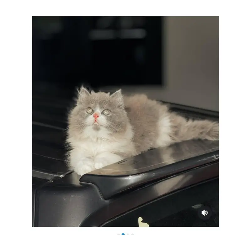 cash on delivery available Persian Punch face triple coat cat Kitten — photo 8