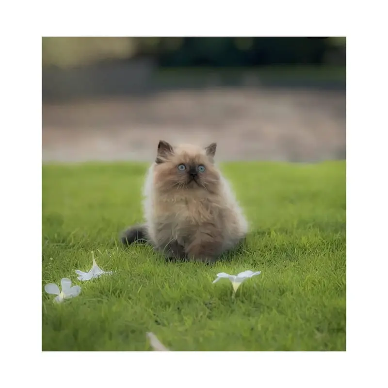 cash on delivery available Persian Punch face triple coat cat Kitten — photo 9