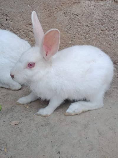 red eyes rabbit