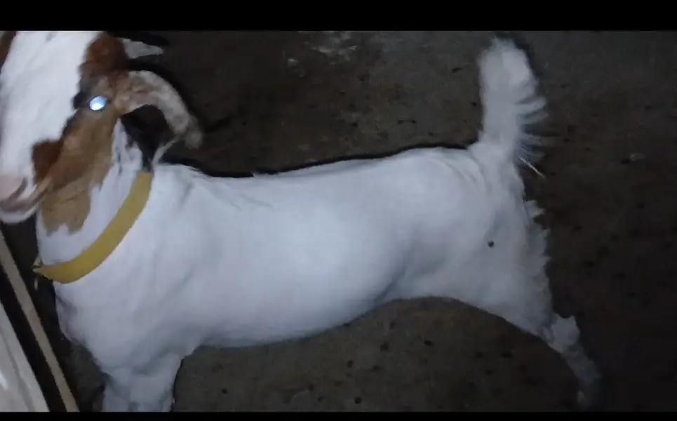 Male tedda pink nose 8 months
