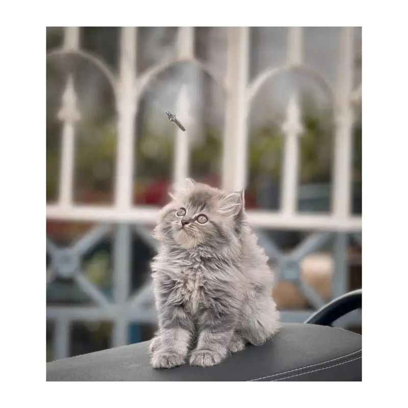 cash on delivery available Persian Punch face triple coat cat Kitten — photo 11
