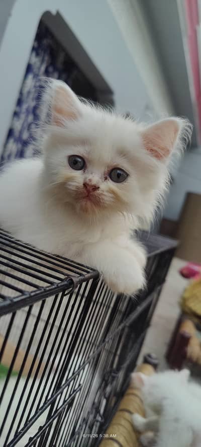 Kitten For Sale