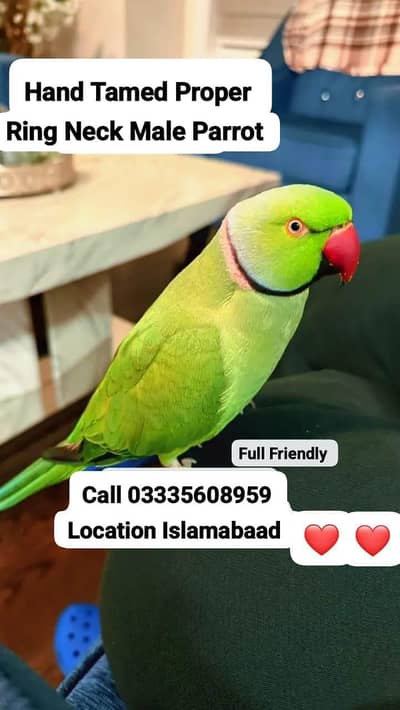 Hand Tamed Full Friendly Green Ring Neck Male Parrot Jumbo Size