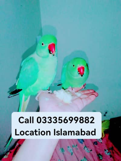 Single 5,500 Hand Tamed Friendly Green Ring Neck Male/Female Parrots