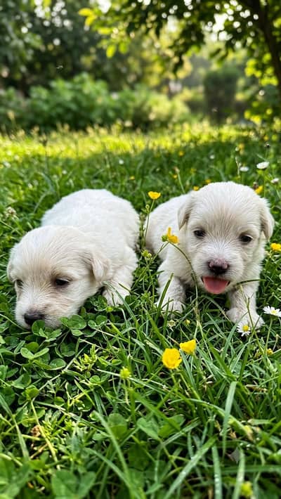 poodle baby's pair for sale