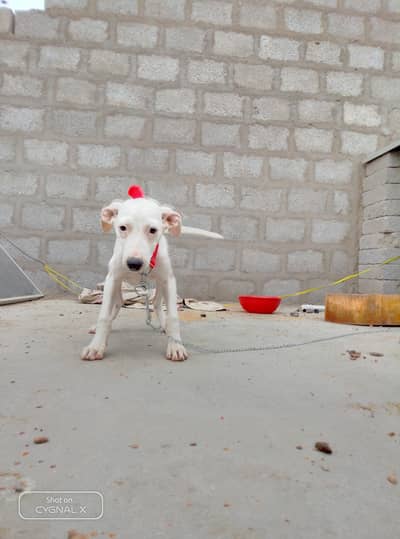 dog beby