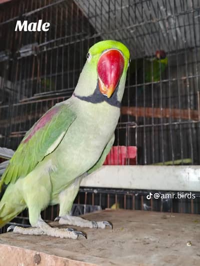 raw Kashmiri parrot full size