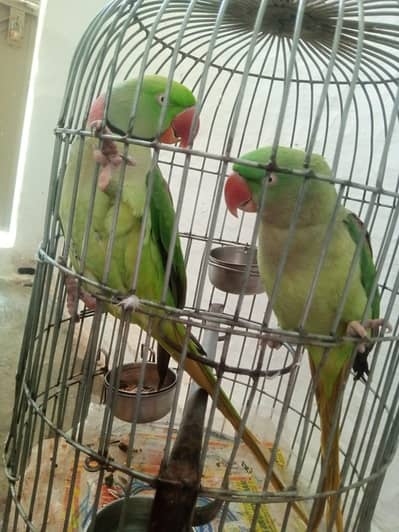 Indian Kashmiri Raw Pair