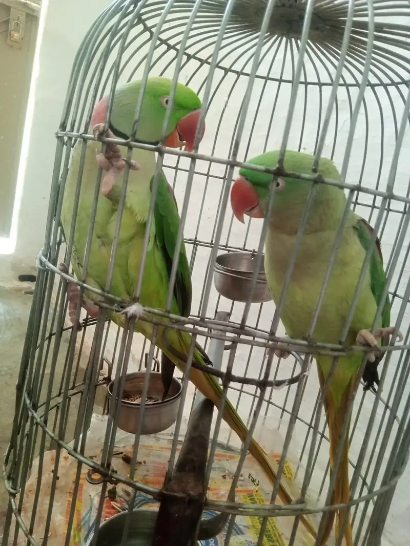 Indian Kashmiri Raw Pair
