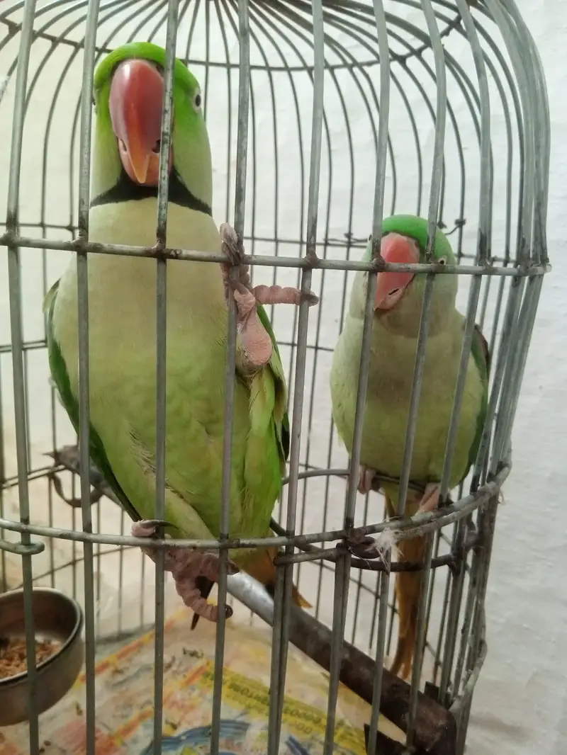 Indian Kashmiri Raw Pair — photo 3