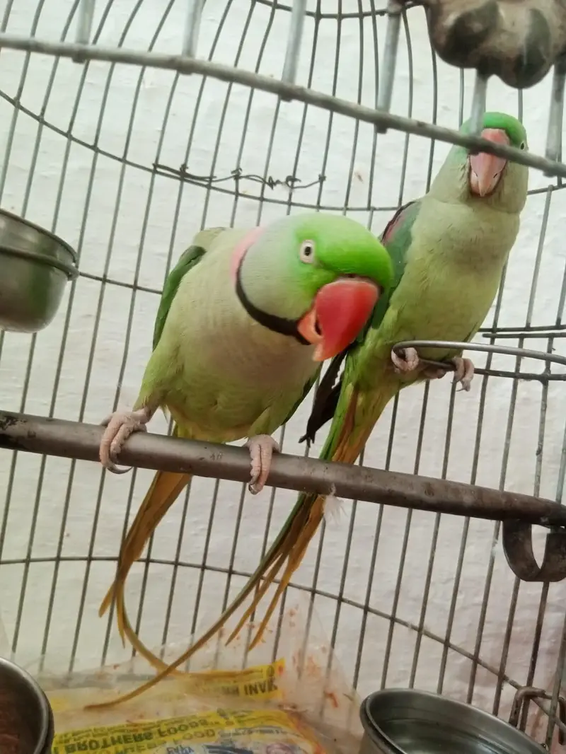Indian Kashmiri Raw Pair — photo 4