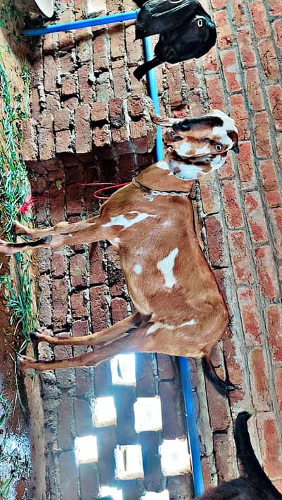 amritsari black beetal goat